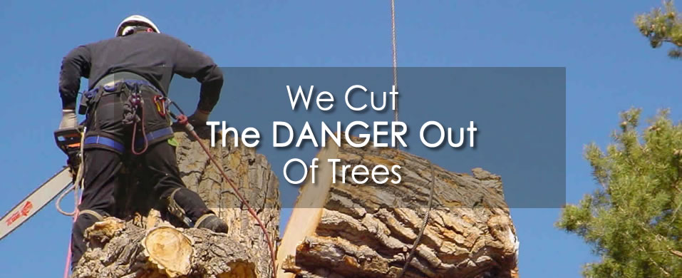 Brinko Tree Service - Worry Free Tree Removal Service